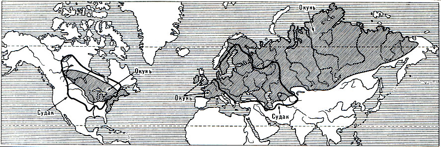 . 169.     (Stizostedion)   (r)