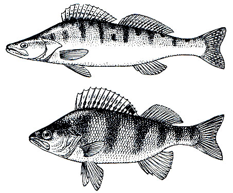 . 169.  (Stizostedion)   (r)
