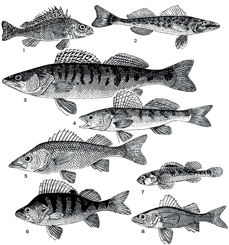 . 170.   : 1 -   (Acerina cernua); 2 -   (Asp zingel); 3 -   (Stizostedion lucioperca); 4 -  (Stizostedion volgensis); 5 -   ( schrenki); 6 -   ( fluviatilis); 7 -  (Etheostoma pallididorsum); 8 -  (Percarina demidoffi)