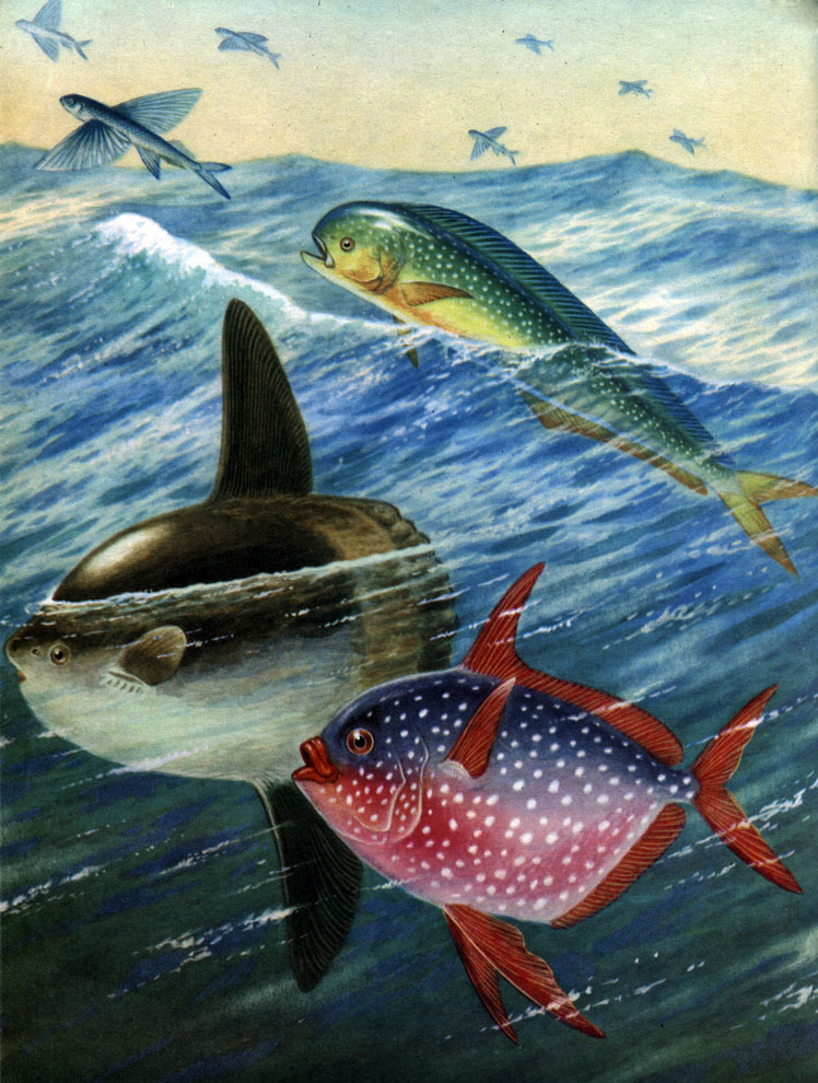  53.   :  :  (Coryphaena hippurus);   (Exocoetidae); - (Mola mola);  (Lampris regius)