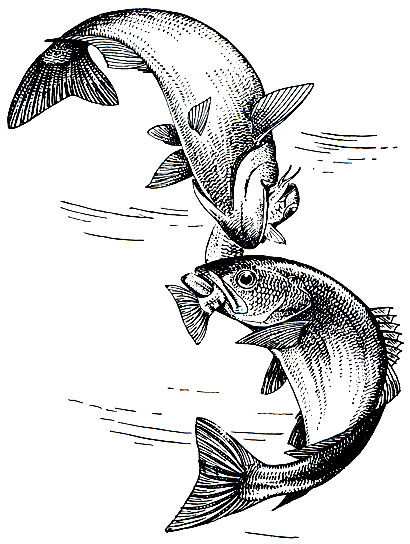 . 174.  (Pomatomus saltatrix),  