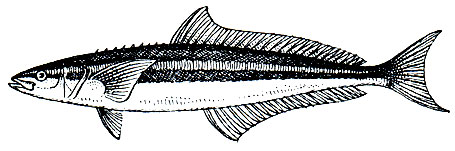. 175. ,   (Rachycentron canadus)