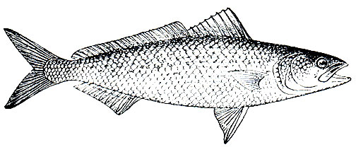 . 176. ' ' (Arripis trutta)