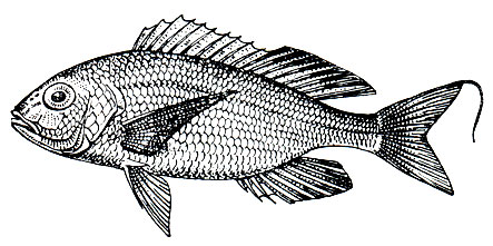 . 177.   (Nemipterus japonicus)
