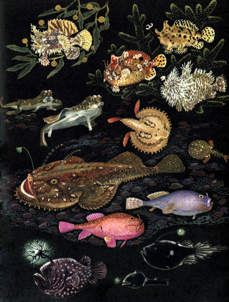  54. : 1 -    (Histrio histrio); 2 - - (Phrynelox tridens); 3 -  - (Antermarius sanguineus); 4 -  - (Phrynelox scaber); 5 -   (Ogcocephalus nasutus); 6 -    (Halieutaea stellata); 7 -    (H. retifera); 8 -  ,    (Lophius piscatorius); 9, 10 -  (Chaunax pictus); 11 -  (Himantolophus groenlandicus); 12 - - (Dolopichthys cornutus); 13 -  (Cryptopsaras couesi)