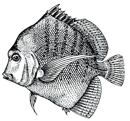 . 181.   (Drepane punctata)