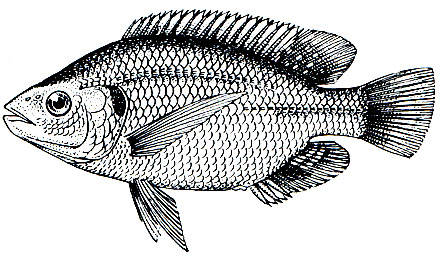 . 183.  (Tilapia mossambica)
