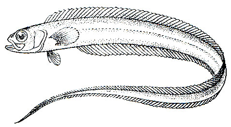 . 186.   (Cepola schlegeli)