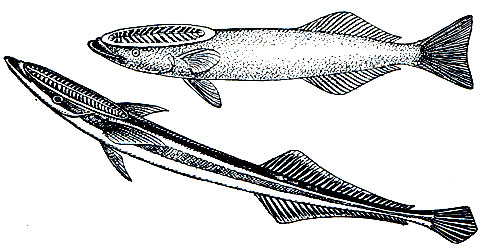 . 187.   (Remora remora) -     (Echeneis naucrates) - 