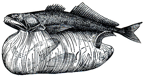 . 189.  (Chiasmodon niger)