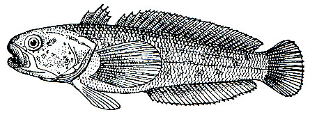 . 191.  (Notothenia cariiceps negleta)