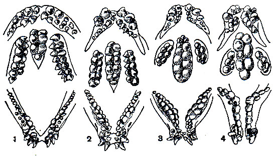 . 193.   : 1 -  (A. latifrons); 2 -  (A. minor); 3 -  (A. lupus); 4 -  (A. ocellatus)