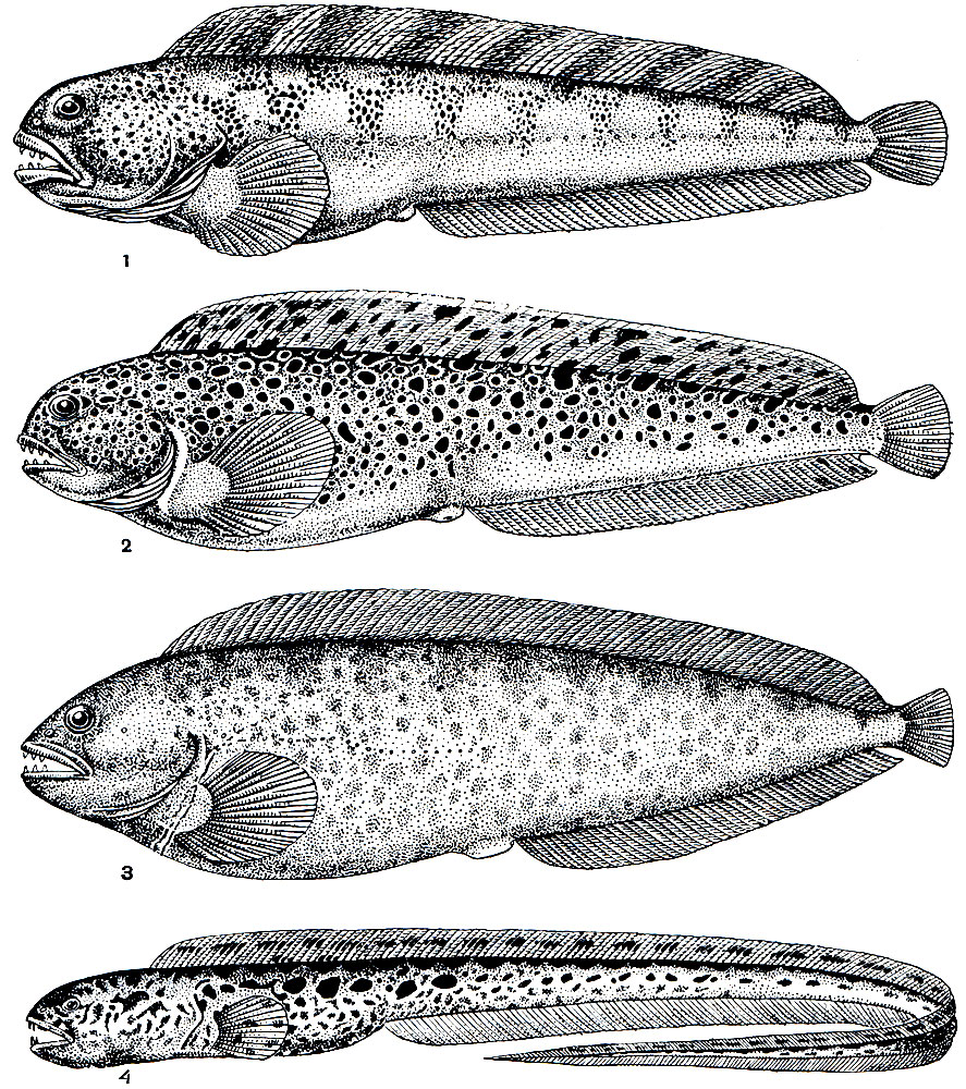 . 195.  (Anarhichas): 1 - ,   (Anarhichas lupus); 2 -  (A. minor); 3 -  (A. latifrons); 4 -  (A. ocellatus)
