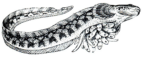 . 196.   (Zoarces viviparus)   (   ,  )
