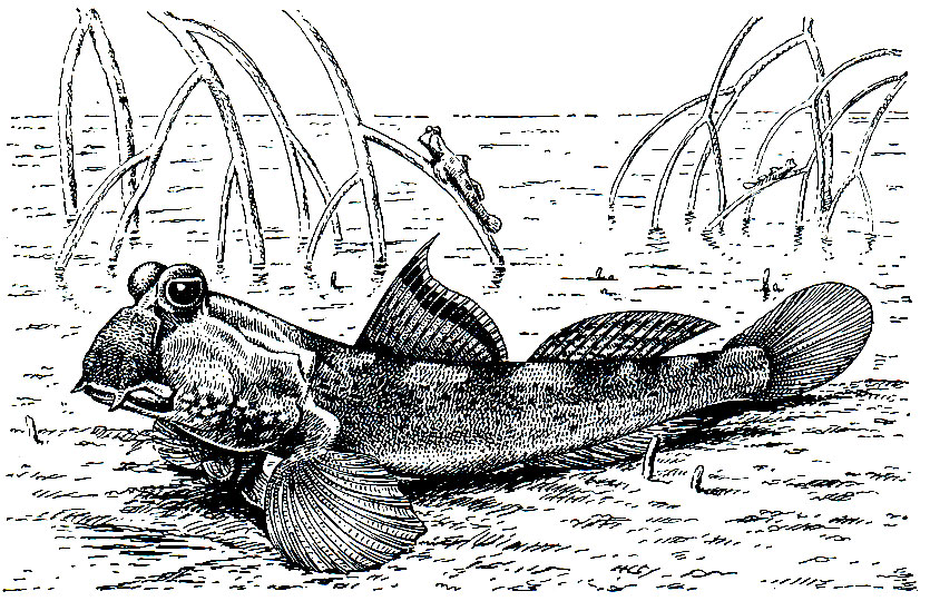 . 198.   (Periophthalmus koelreuteri)