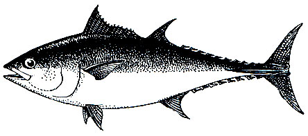 . 201. ,  ,  (Thunnus thynnus)