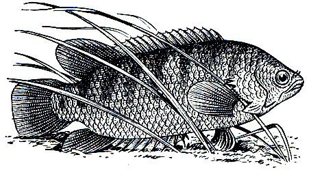 . 205.  (Anabas testudineus)