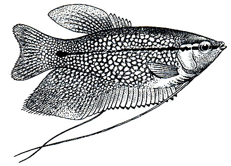 . 206.   (Trichogaster leeri)
