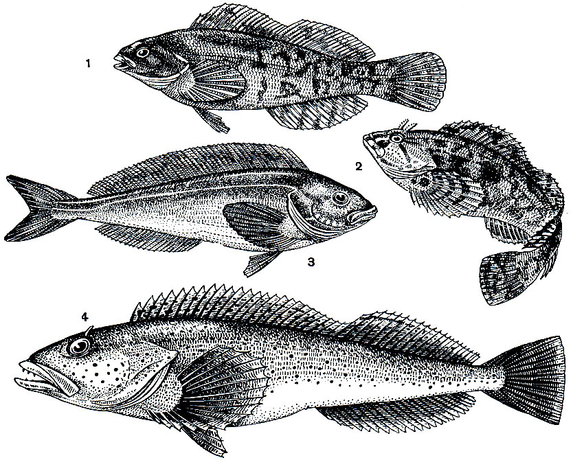 . 208. : 1 -   (Agrammus agrammus); 2 -   (Hexagrammos octogrammus); 3 -    (Pleurogrammus azonus); 4 -   (Ophiodon elongatus)