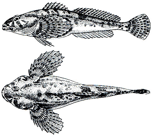 . 210. - (Cottus gobio)