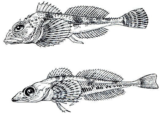 . 212.   (Icelus bicornis) -    (Triglops pingelii) - 