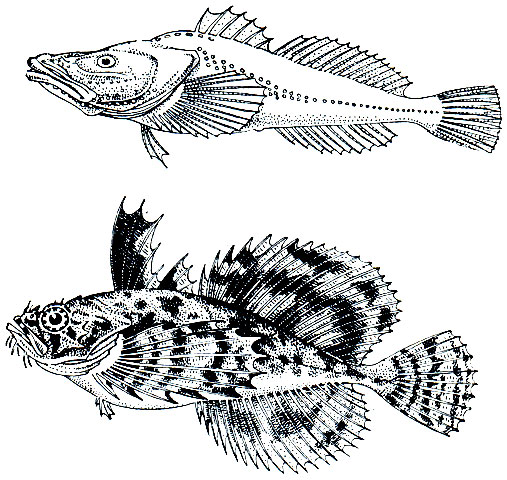 . 214.    (Aspro- cottus gibbosus) -      (Blepsias cirrhosus) - 