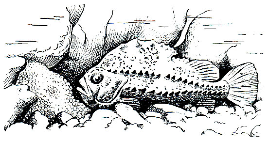 . 217.  (Cyclopterus lumpus),   