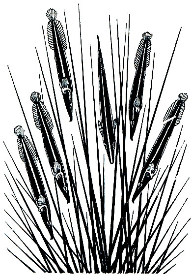 . 220.  ,    (Diademichthys lineatus)