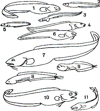  21.   Zoarcidae, Ophidiidae, Brotulidae: 1 -   (Zoarces viviparus); 2 -   (Gymnelis viridis); 3 -   (Lycenchelys kolthoffi); 4 -   (Lycodes esmarki); 5 -  (Zoarchias neglectus); 6 -  (Ophidion rochei); 7 -  (Genypterus blacodes); 8 -  (Bassogigas profundissimus); 9 -  (Barathronus parfaiti,  ); 10 -   (Brotula multibarbata); 11 -  (Stygicola dentata)