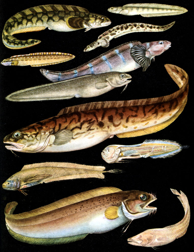  21.   Zoarcidae, Ophidiidae, Brotulidae: 1 -   (Zoarces viviparus); 2 -   (Gymnelis viridis); 3 -   (Lycenchelys kolthoffi); 4 -   (Lycodes esmarki); 5 -  (Zoarchias neglectus); 6 -  (Ophidion rochei); 7 -  (Genypterus blacodes); 8 -  (Bassogigas profundissimus); 9 -  (Barathronus parfaiti,  ); 10 -   (Brotula multibarbata); 11 -  (Stygicola dentata)