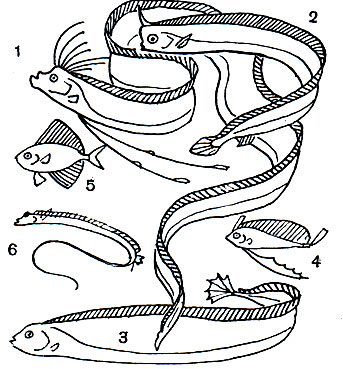  22. : 1 -   (Regalecus glesne); 2 -  (Lophotes capelleri); 3 -   (Trachypterus arcticus); 4 -   (. misakiensis); 5 -  (Velifer hypselopterus); 6 -  (Stylophorus chordatus)