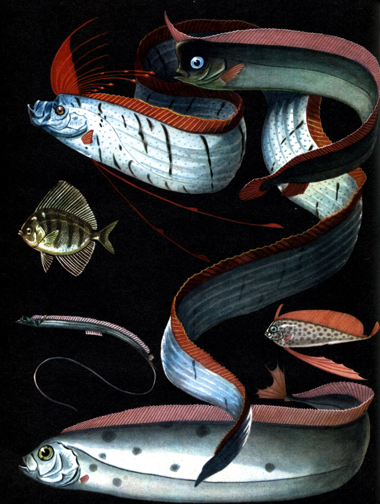  22. : 1 -   (Regalecus glesne); 2 -  (Lophotes capelleri); 3 -   (Trachypterus arcticus); 4 -   (. misakiensis); 5 -  (Velifer hypselopterus); 6 -  (Stylophorus chordatus)