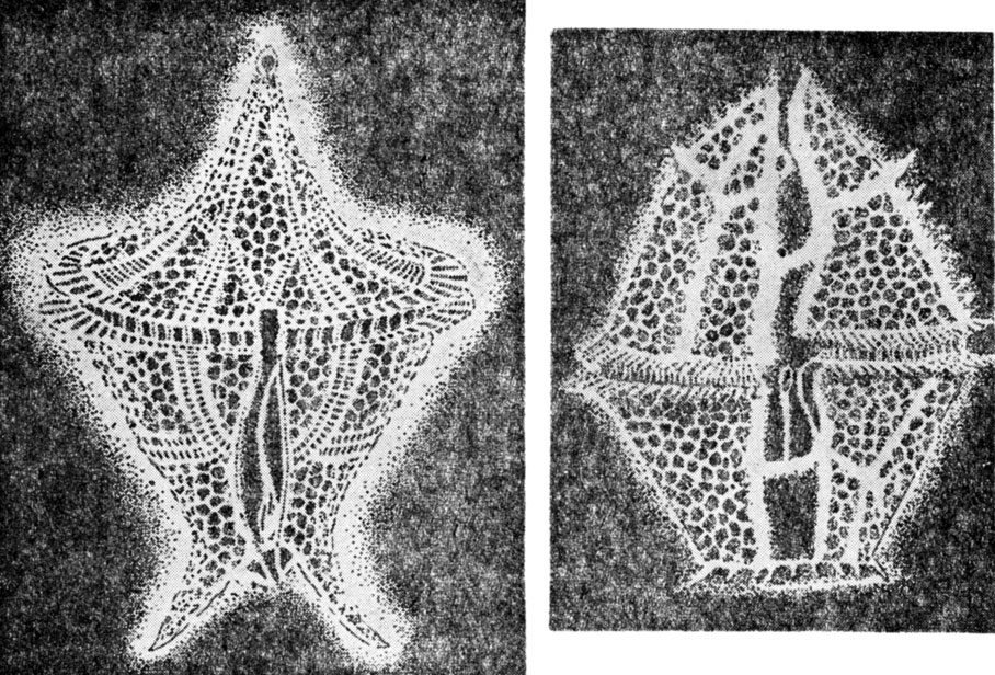 ���. 1. ���������� ����������: ���������� � ����������