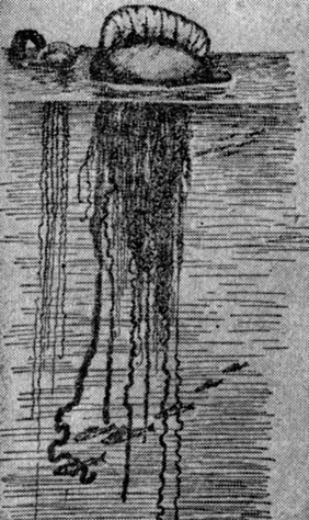 ���. 5�. ���������� �������