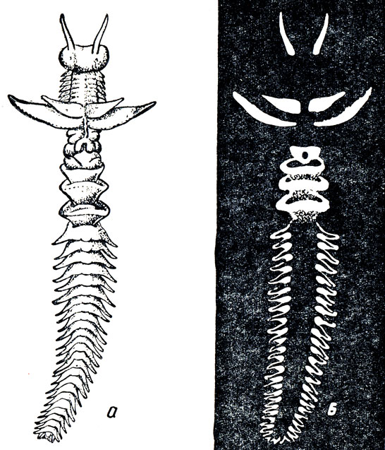 ���. 7. ���������� ����� ��������� ����������: � - ��� ������� �����, � - �����