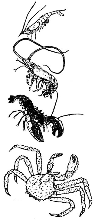 ���. 14. ����������� ������������. ������ ����: ��������, �������, ����, ���������� ����