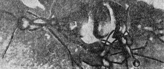 ���. 24. �������, ��� � ������ ������� �������, �� ����� ����������� ������. �� ��������� �������� ��� ������������� ����� ���, ��� �� ������ ���������� ������������, � ����� �������� ���� ��������� �������, ��� ����� ��������� ������� �������