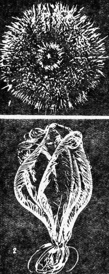 ���. 26�. ���������: 1 - ������� ��; 2 - ������� �����