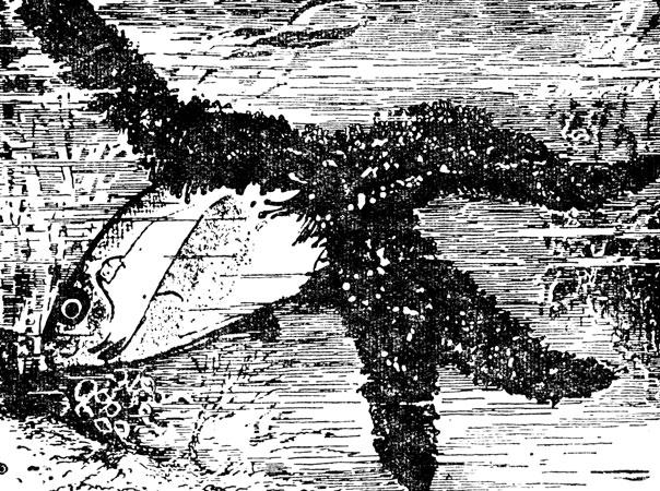 ���. 27. ������� ������, ���������� ����