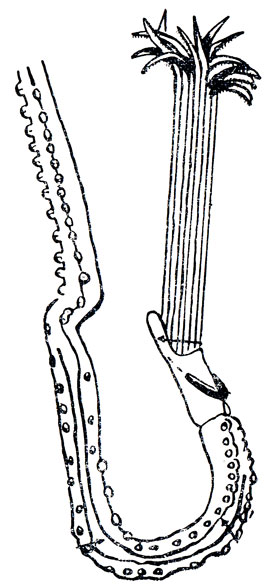 ���. 29. ���������� ������������