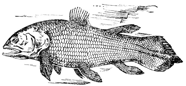 ���. 31. ��������� �������