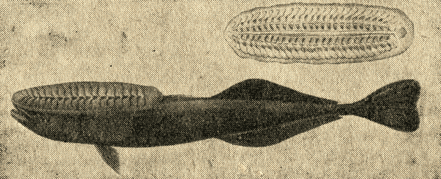 ���. 32. ��� �� - ����� ������