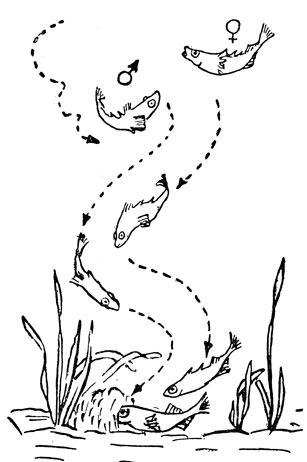 ���. 33. ��������� ���� ������� �������