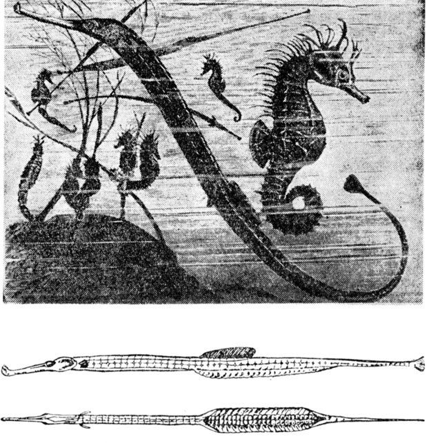 P��. 36. ������� ����� � ����-���� ���������� ���� � ������ ������� �� ������ (��. ����� ����� �������)