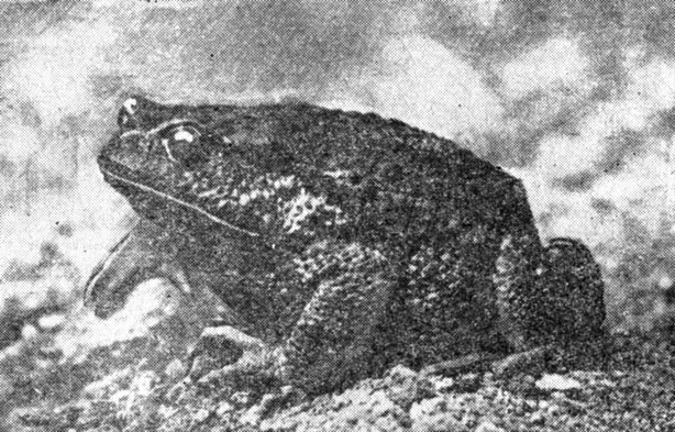 ���. 38. � ��� - ���������� ��������, ���� ������������ ����