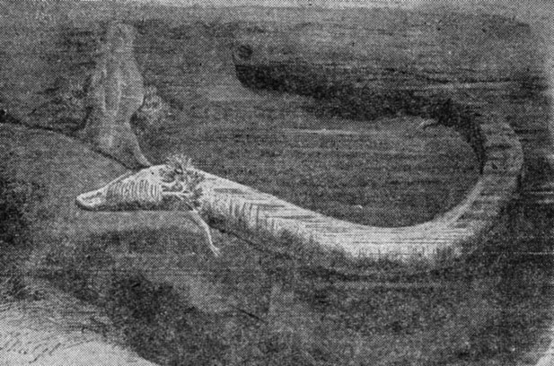 какая память у лягушки. Смотреть фото какая память у лягушки. Смотреть картинку какая память у лягушки. Картинка про какая память у лягушки. Фото какая память у лягушки какая память у лягушки. Смотреть фото какая память у лягушки. Смотреть картинку какая память у лягушки. Картинка про какая память у лягушки. Фото какая память у лягушки