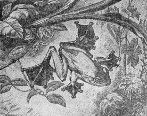 какая память у лягушки. Смотреть фото какая память у лягушки. Смотреть картинку какая память у лягушки. Картинка про какая память у лягушки. Фото какая память у лягушки какая память у лягушки. Смотреть фото какая память у лягушки. Смотреть картинку какая память у лягушки. Картинка про какая память у лягушки. Фото какая память у лягушки