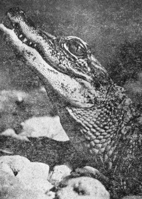 ��. 42. ���������� ����� ������������ ������� ���� ��������� ������� �����