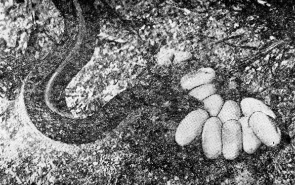 ���. 43�. ������������ ��