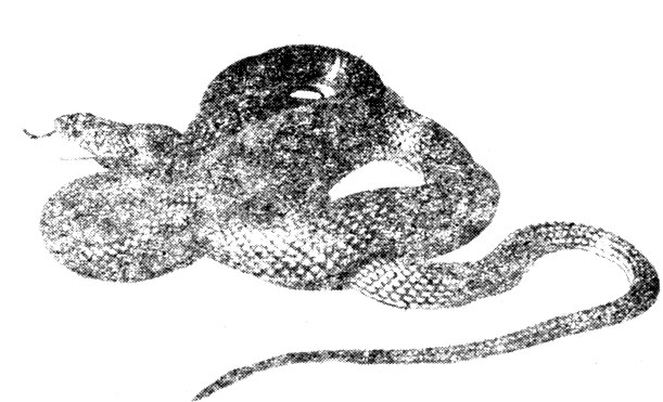 ���. 43�. ������� ��